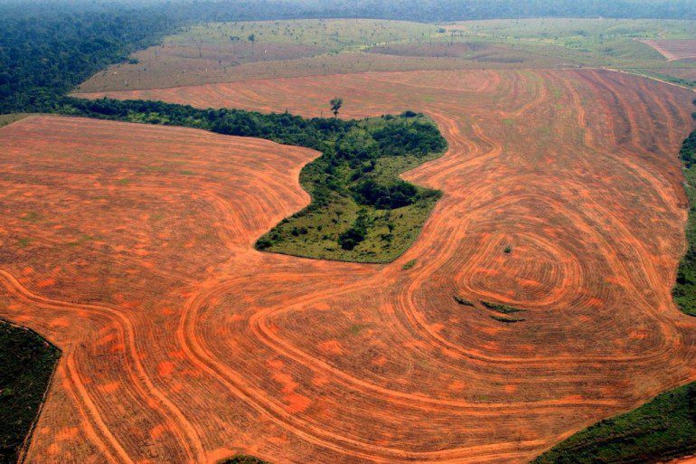 Verso il cibo del futuro: le minacce dalla deforestazione