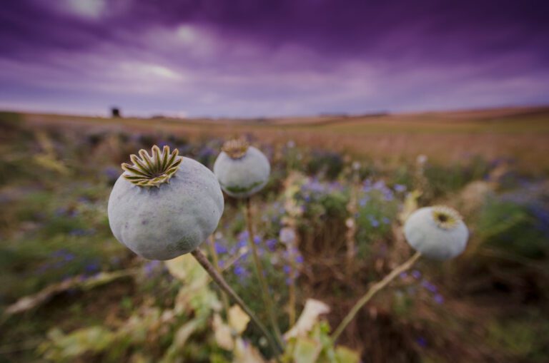 Afghanistan: l’effetto del divieto talebano sulle droghe